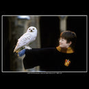 Boy's Harry Potter Wizard and Owl T-Shirt